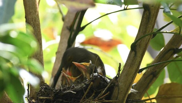 Red-bellied thrush bird feeding chicks in the nest with Pitanga fruit