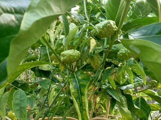 cheese fruit or  great morinda, Indian mulberry, noni, beach mulberry, vomit fruit, awl tree  close up, photo taken in Malaysia