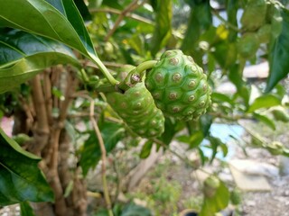 cheese fruit or  great morinda, Indian mulberry, noni, beach mulberry, vomit fruit, awl tree  close...