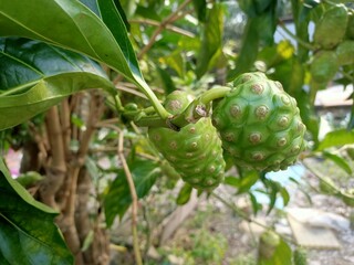 cheese fruit or  great morinda, Indian mulberry, noni, beach mulberry, vomit fruit, awl tree  close up, photo taken in Malaysia