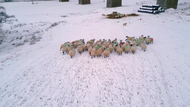 A startled herd of Scottish blackface sheep are grazing on straw in the snow 