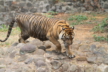 tiger in the wild