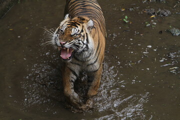 Fototapeta na wymiar Angry tiger