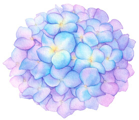 Watercolor blooming Hydrangea flower 