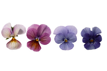 Beautiful set of real different viola flowers cut out on a neutral background,