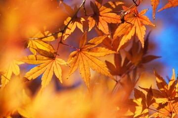 Naklejka na ściany i meble 紅葉, Autumn leaves