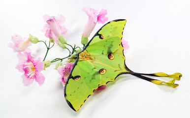Beautiful green butterfly of an unusual shape Saturnia comet moth, Argema mimosae on pink flowers on white, beautiful natural background, wallpaper, postcard, for design and decoration