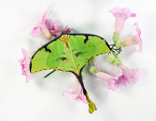 Beautiful green butterfly of an unusual shape Saturnia comet moth, Argema mimosae on pink flowers...