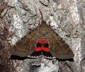 Red butterfly moth Catocala oberthuri feeds on tree sap close-up in nature, mimicry, noctuidae,...