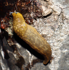 Large slug on the bark of a tree, close-up macro, pest