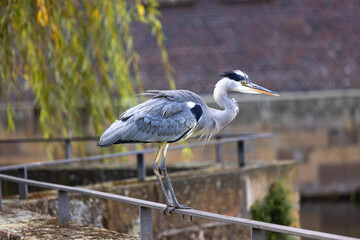 wild gray heron in the city