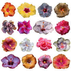 Beautiful collection of 16 different, real single flower flowerhead of tropical Hibiscus rosa sinensis cut out on an isolated background