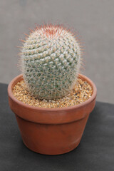 A Spiky Cactus Plant in a Small Terracotta Flower Pot.