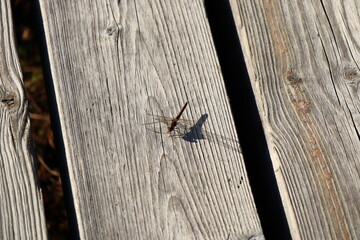 spider on the wall