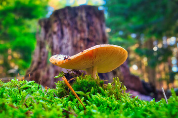 Mushroom in the Forest - Close-up -  Autumn - Background - Green - Nature - Wood -  Moss - Organic - Fungi -  Mood - Growing - Season 