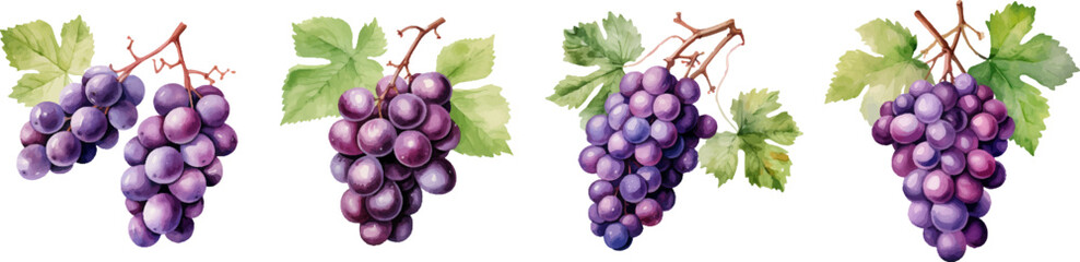 Watercolor grapes on white background - obrazy, fototapety, plakaty
