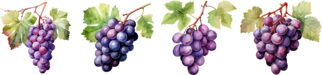 Watercolor grapes on white background