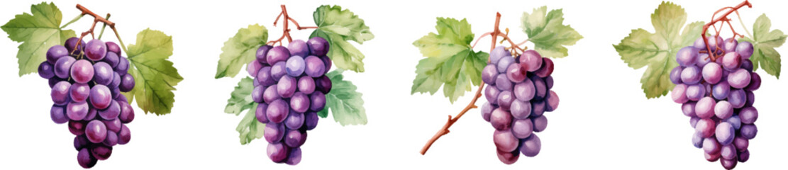 Watercolor grapes on white background - obrazy, fototapety, plakaty