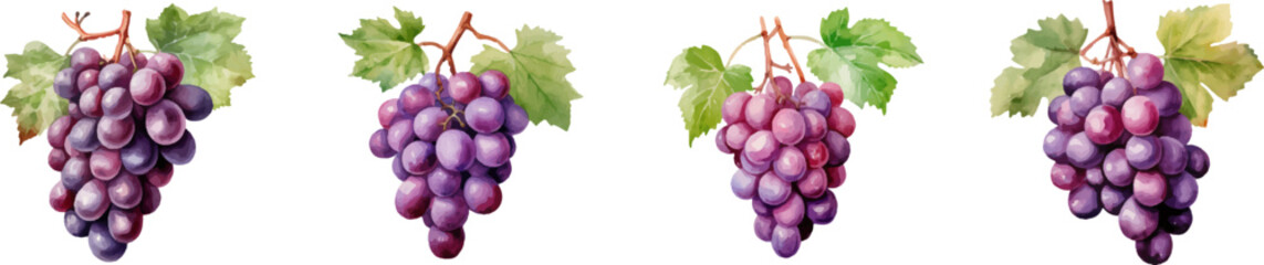 Watercolor grapes on white background