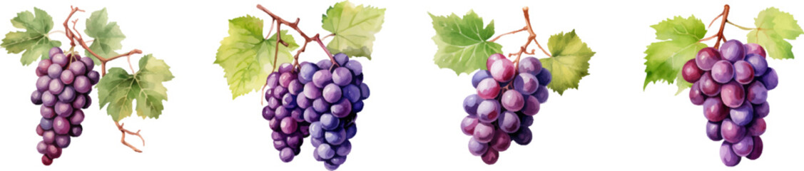 Fototapeta premium Watercolor grapes on white background