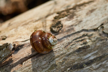 Sumpfdeckelschnecke (Viviparidae)	