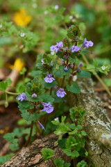 Gundermann (Glechoma), auch Gundelrebe genannt	