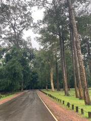 Obraz premium Road in forest tall tree green landscape after rain wet road