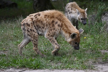 Two spotted hyenas in the savannah