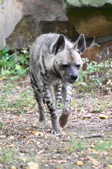 Obraz premium Portrait of an arabian striped hyena walking to look for food