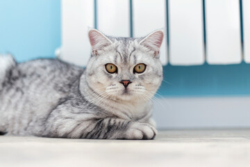 A large grey tabby British cat sits near a heating radiator
