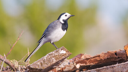 black capped kingfisher