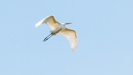 seagull in flight