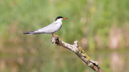 red winged blackbird