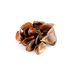 Beech nuts on white background