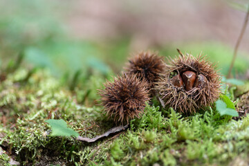 森の中の栗