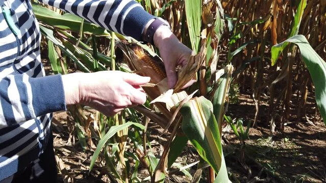 Female hands showing ripe corn cob still on the plant