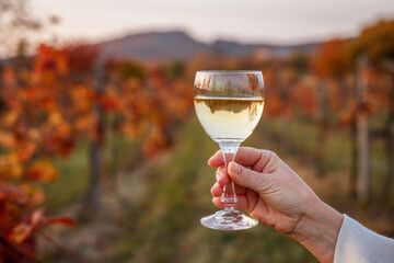 Woman vintner drinking white wine in her vineyard at fall season. Female hand holding wineglass