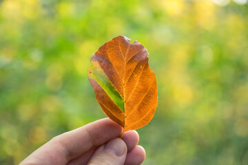 Ein ungewöhnliches braunes Blatt, das nur in einem Abschnitt noch grün ist, ist vom Baum gefallen.