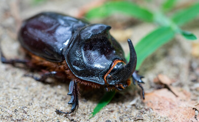 Oryctes nasicornis beetle in the nature