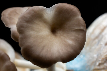 Oyster mushroom grow out of the bag on black background , Group oyster mushroom .