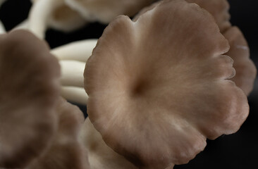 Oyster mushroom grow out of the bag on black background , Group oyster mushroom .