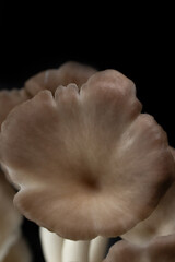 Oyster mushroom grow out of the bag on black background , Group oyster mushroom .