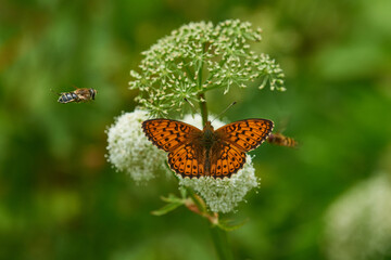 Mädesüß-Perlmuttfalter oder Violetter Silberfalter (Brenthis ino)	