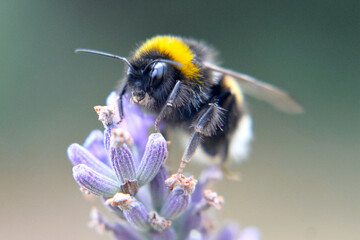 Hummel auf Flieder