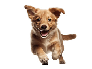 Playful Puppy Dog Prancing Isolated on Transparent or White Background, PNG