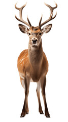 Forest Deer in Natural Stance Isolated on Transparent or White Background, PNG