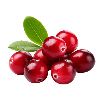 Fresh Cranberries with Leaves Isolated on Transparent or White Background, PNG