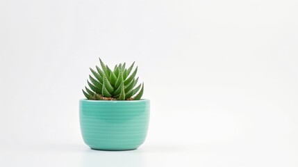 Front view of a small plant in a pot, succulents or cactus, isolated on a white background.