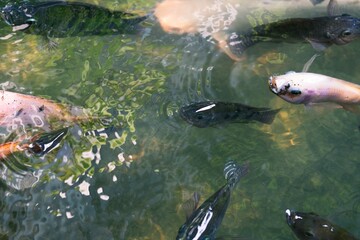 Close up of various koi fish swimming in a pond. Beautiful, exotic, colorful, bokeh backgrounds.