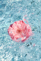 beautiful rose flower in blue water